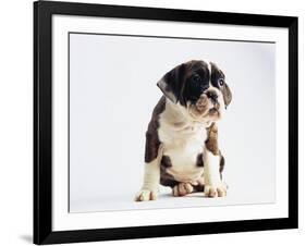 Bulldog Puppy-Jim Craigmyle-Framed Photographic Print