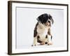 Bulldog Puppy-Jim Craigmyle-Framed Photographic Print