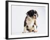 Bulldog Puppy-Jim Craigmyle-Framed Photographic Print