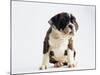 Bulldog Puppy-Jim Craigmyle-Mounted Photographic Print