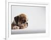 Bulldog Puppy-Jim Craigmyle-Framed Photographic Print