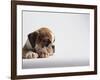 Bulldog Puppy-Jim Craigmyle-Framed Photographic Print