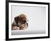 Bulldog Puppy-Jim Craigmyle-Framed Photographic Print