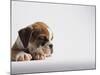 Bulldog Puppy-Jim Craigmyle-Mounted Photographic Print