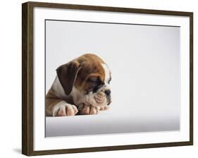 Bulldog Puppy-Jim Craigmyle-Framed Photographic Print