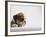 Bulldog Puppy-Jim Craigmyle-Framed Photographic Print