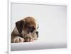 Bulldog Puppy-Jim Craigmyle-Framed Photographic Print