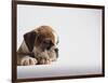 Bulldog Puppy-Jim Craigmyle-Framed Photographic Print