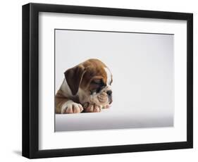 Bulldog Puppy-Jim Craigmyle-Framed Photographic Print