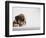 Bulldog Puppy-Jim Craigmyle-Framed Photographic Print