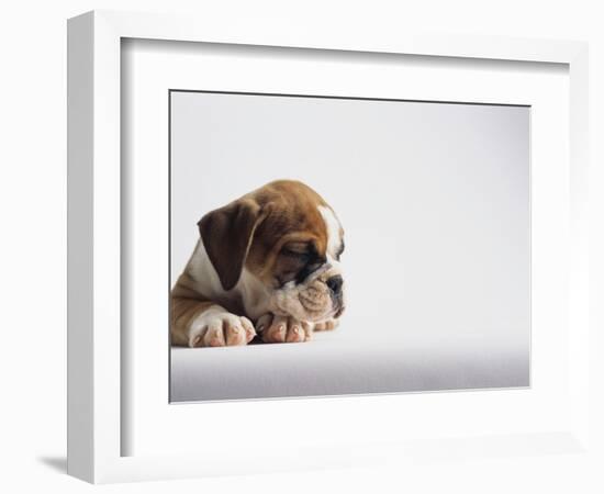 Bulldog Puppy-Jim Craigmyle-Framed Photographic Print