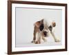 Bulldog Puppy-Jim Craigmyle-Framed Photographic Print