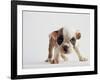 Bulldog Puppy-Jim Craigmyle-Framed Photographic Print