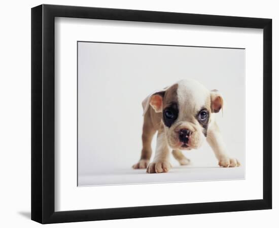 Bulldog Puppy-Jim Craigmyle-Framed Photographic Print