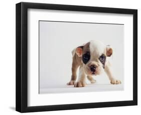 Bulldog Puppy-Jim Craigmyle-Framed Photographic Print