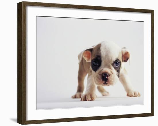 Bulldog Puppy-Jim Craigmyle-Framed Photographic Print