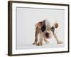 Bulldog Puppy-Jim Craigmyle-Framed Photographic Print