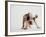 Bulldog Puppy-Jim Craigmyle-Framed Photographic Print