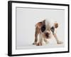 Bulldog Puppy-Jim Craigmyle-Framed Photographic Print