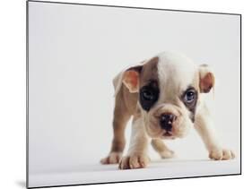 Bulldog Puppy-Jim Craigmyle-Mounted Photographic Print