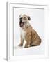 Bulldog Puppy-null-Framed Photographic Print