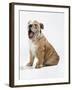 Bulldog Puppy-null-Framed Photographic Print