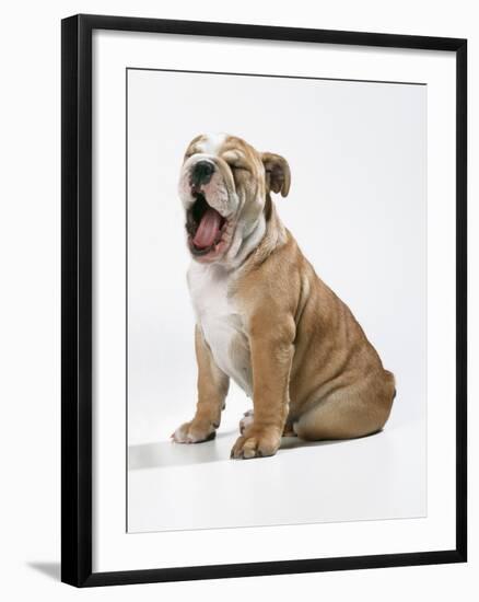 Bulldog Puppy-null-Framed Photographic Print