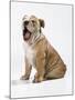 Bulldog Puppy-null-Mounted Photographic Print