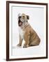 Bulldog Puppy-null-Framed Photographic Print