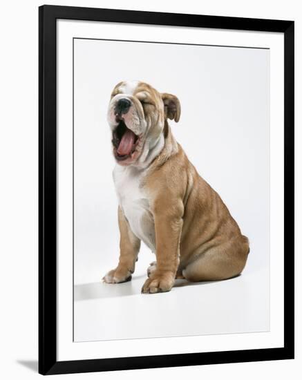 Bulldog Puppy-null-Framed Photographic Print