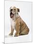 Bulldog Puppy-null-Mounted Photographic Print