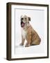 Bulldog Puppy-null-Framed Photographic Print