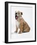 Bulldog Puppy-null-Framed Photographic Print