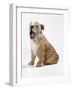 Bulldog Puppy-null-Framed Photographic Print