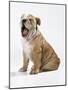 Bulldog Puppy-null-Mounted Photographic Print