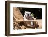 Bulldog Reclining-Zandria Muench Beraldo-Framed Photographic Print