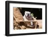 Bulldog Reclining-Zandria Muench Beraldo-Framed Photographic Print