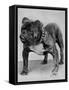 Bulldog/Rodney Stone/-null-Framed Stretched Canvas