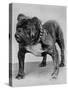 Bulldog/Rodney Stone/-null-Stretched Canvas