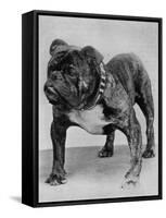 Bulldog/Rodney Stone/-null-Framed Stretched Canvas