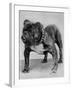Bulldog/Rodney Stone/-null-Framed Photographic Print