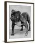 Bulldog/Rodney Stone/-null-Framed Photographic Print