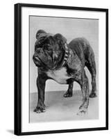 Bulldog/Rodney Stone/-null-Framed Photographic Print