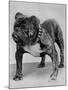Bulldog/Rodney Stone/-null-Mounted Photographic Print