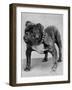 Bulldog/Rodney Stone/-null-Framed Photographic Print