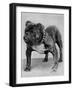 Bulldog/Rodney Stone/-null-Framed Photographic Print