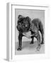 Bulldog/Rodney Stone/-null-Framed Photographic Print