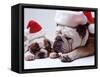 Bulldog Santas-Larry Williams-Framed Stretched Canvas