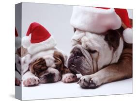 Bulldog Santas-Larry Williams-Stretched Canvas