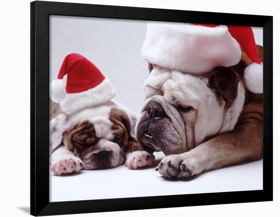 Bulldog Santas-Larry Williams-Framed Photographic Print